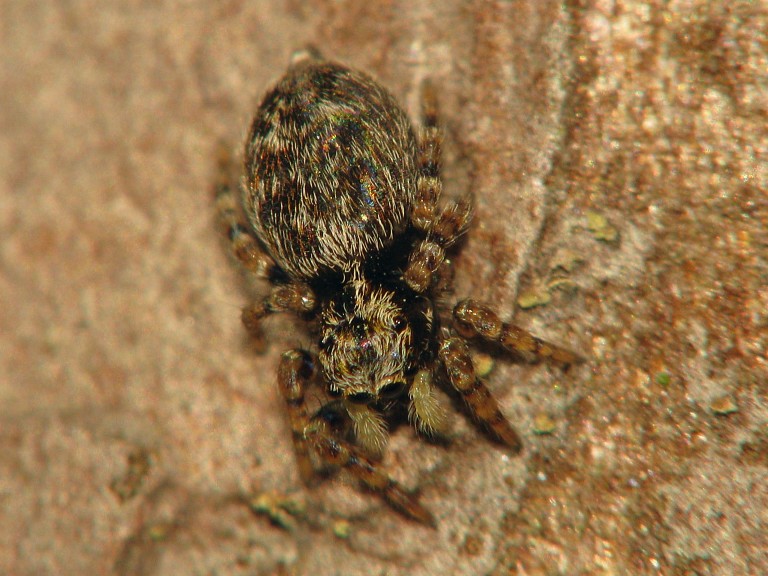 Pseudeuophrys erratica