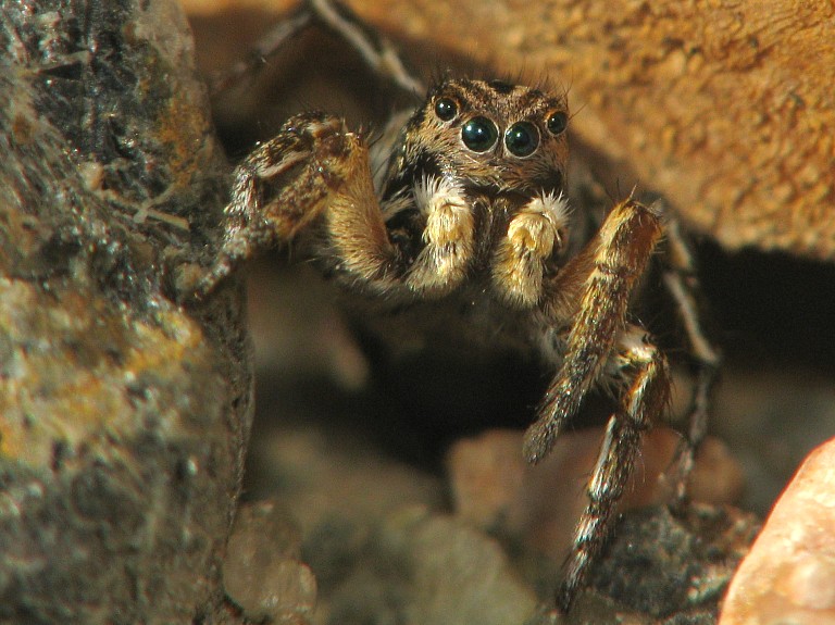 Aelurillus v-insignitus