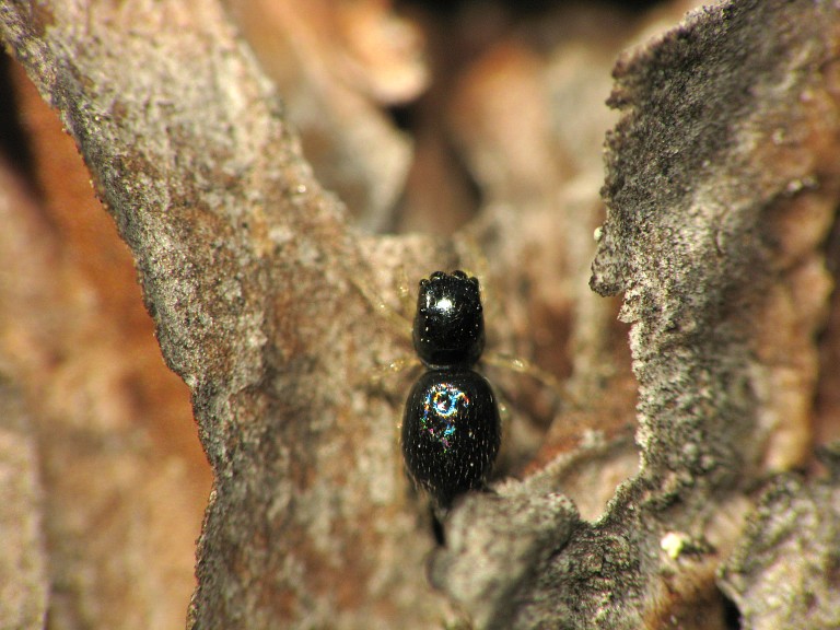Heliophanus sp.