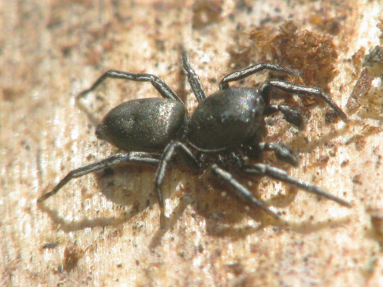 Heliophanus cf. dubius
