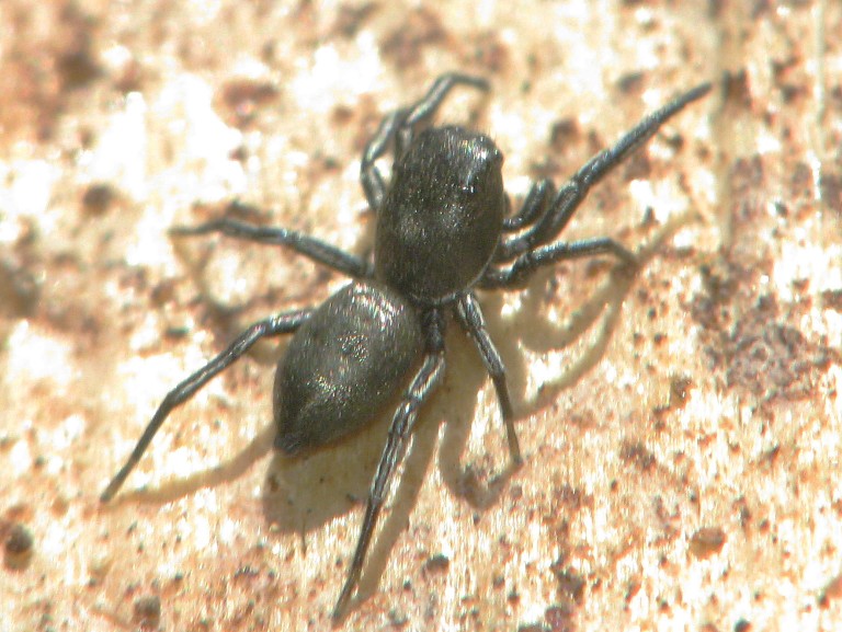Heliophanus dubius