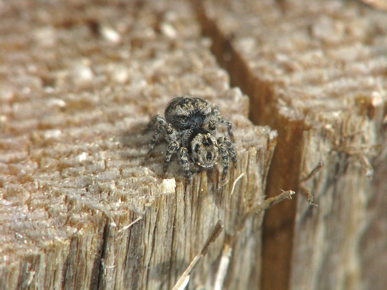 Aelurillus v-insignitus