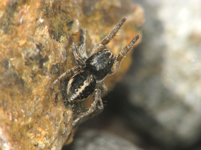 Aelurillus v-insignitus