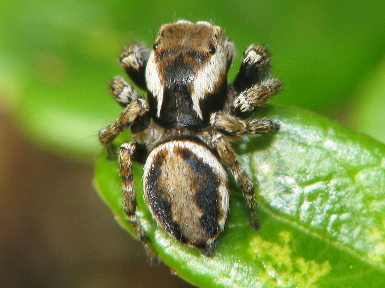 Evarcha falcata
