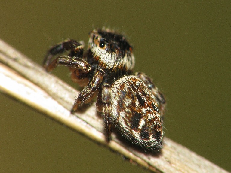 Evarcha arcuata
