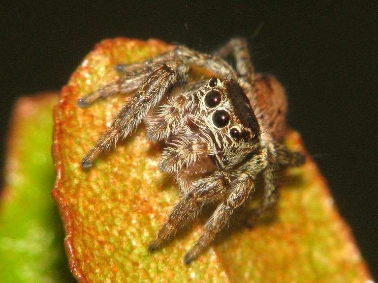 Evarcha arcuata