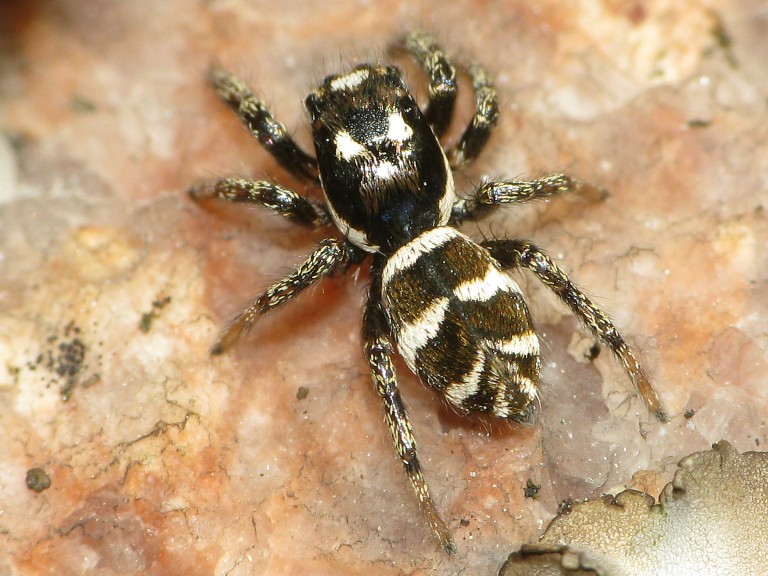Salticus scenicus