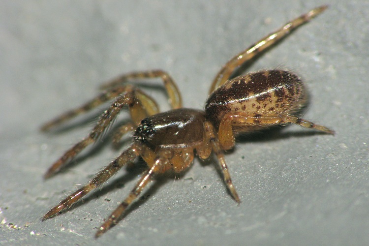 Segestria senoculata
