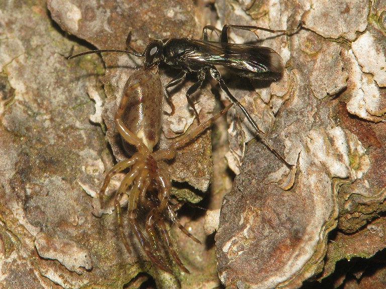 Segestria senoculata