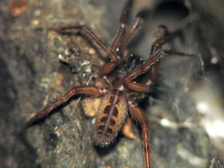 Segestria senoculata