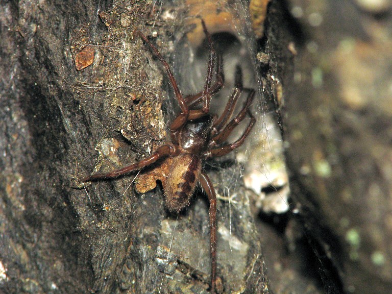 Segestria senoculata