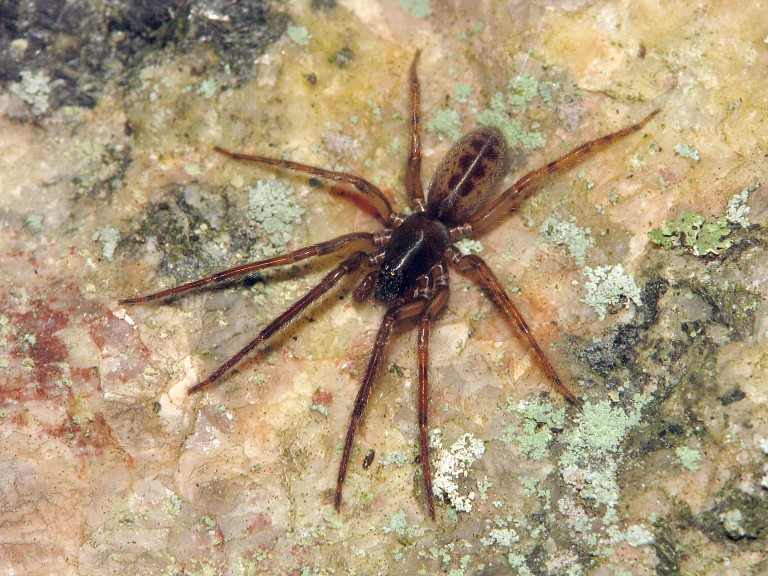 Segestria senoculata