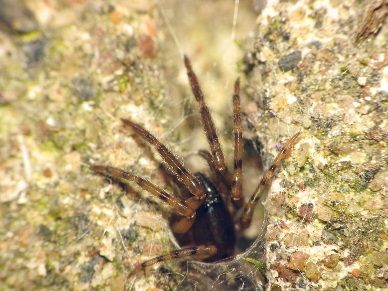 Segestria senoculata