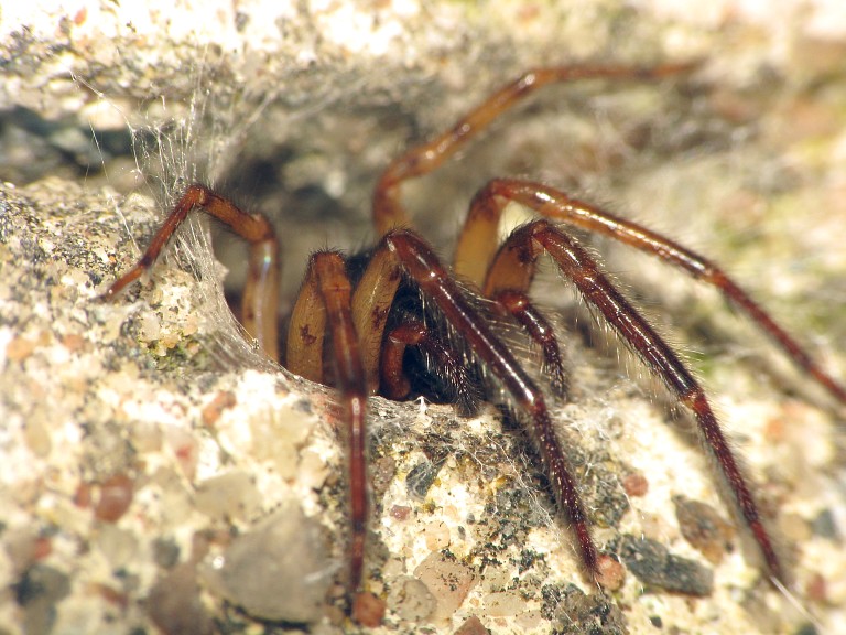 Segestria senoculata