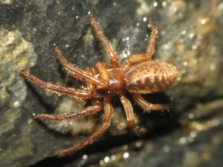 Segestria senoculata