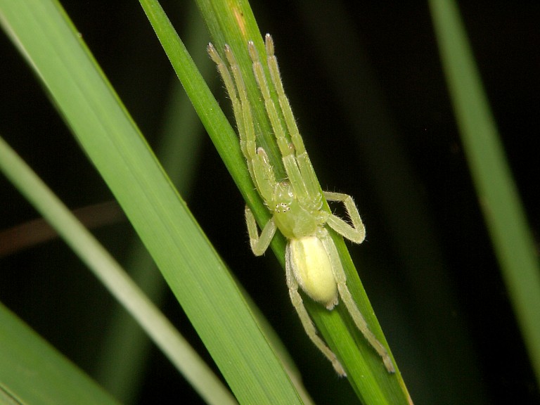 Micrommata virescens 