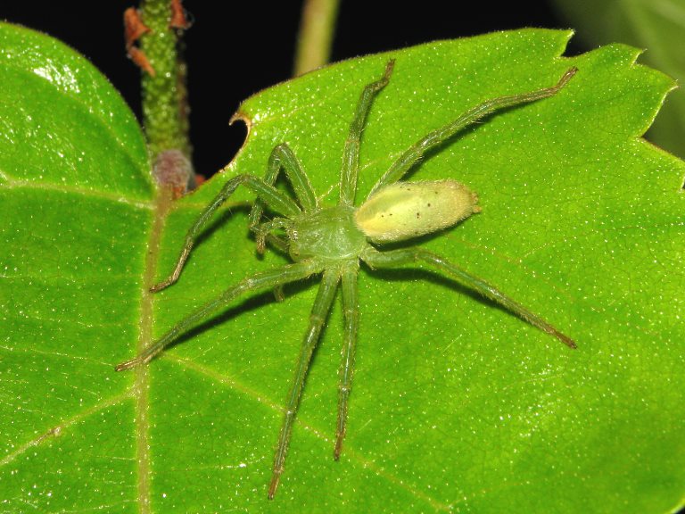 Micrommata virescens