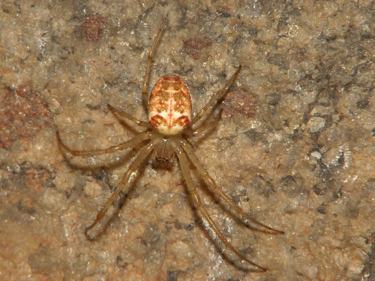 Metellina cf. segmentata