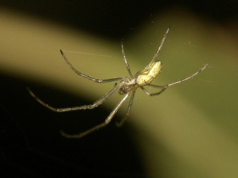 Tetragnatha sp.