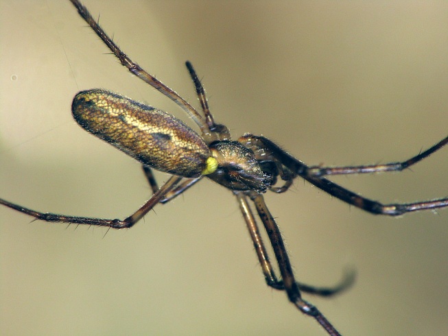 Tetragnatha nigrita
