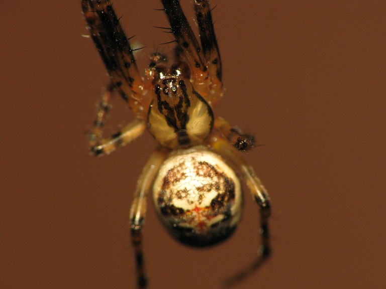 Metellina segmentata