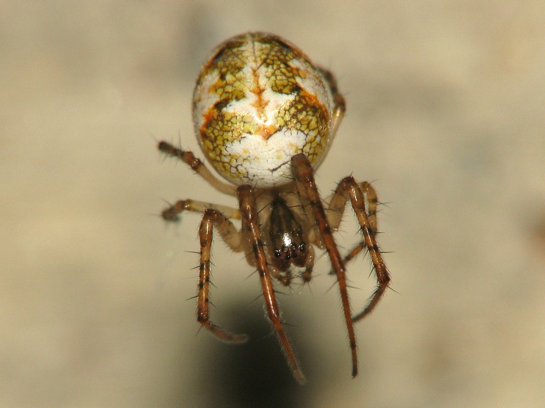 Metellina cf. segmentata