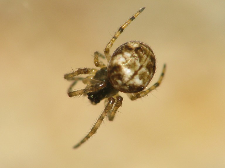 Metellina segmentata