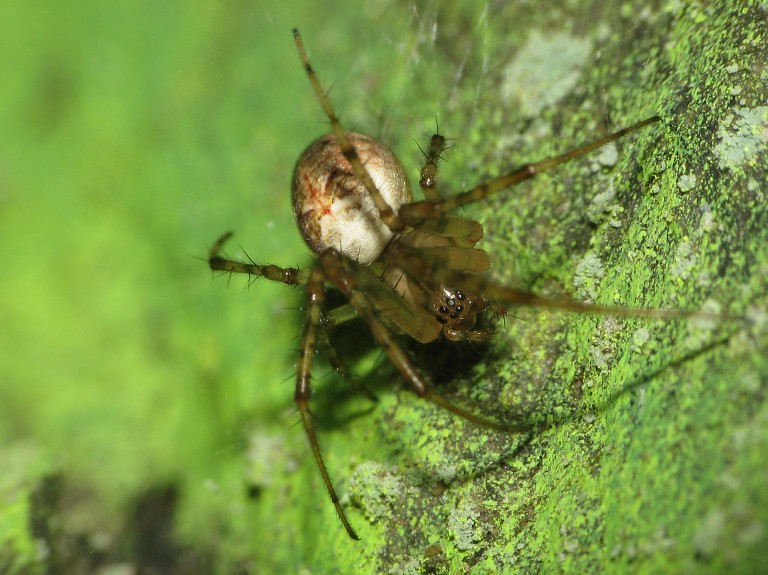 Metellina segmentata