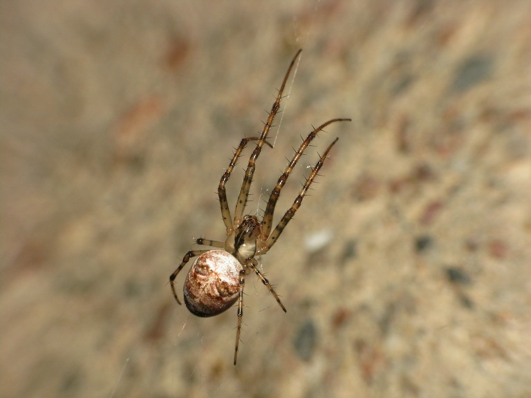 Metellina segmentata