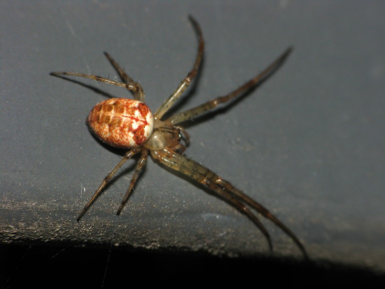 Metellina segmentata