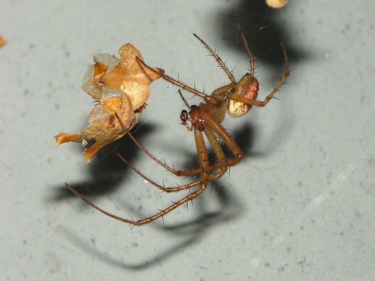 Metellina segmentata