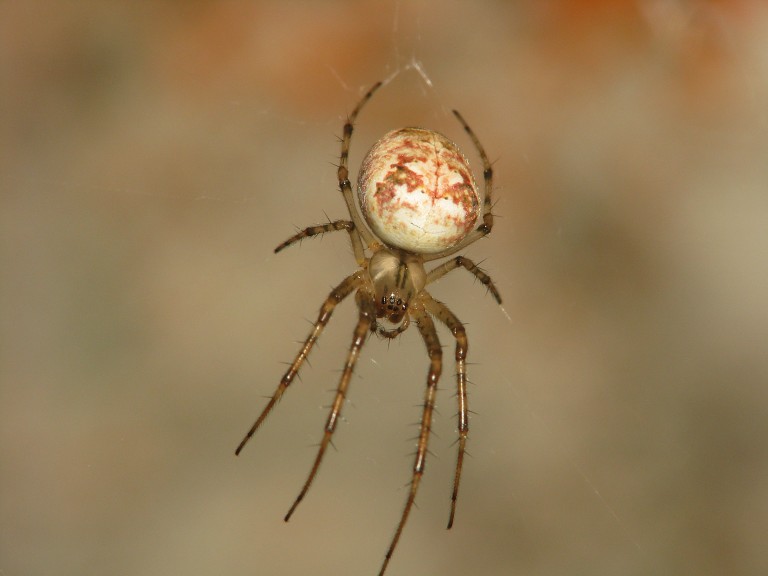 Metellina segmentata