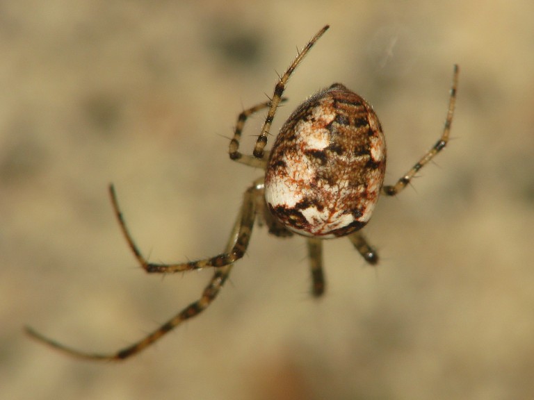 Metellina segmentata