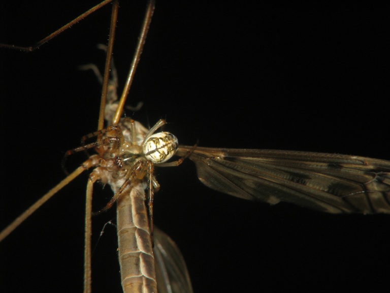 Metellina segmentata