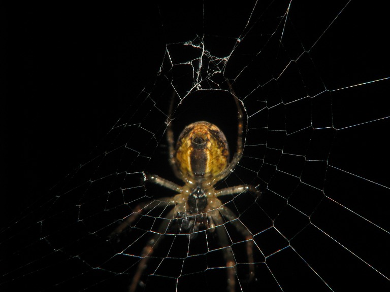 Metellina segmentata