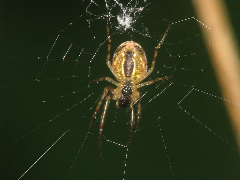 Metellina segmentata