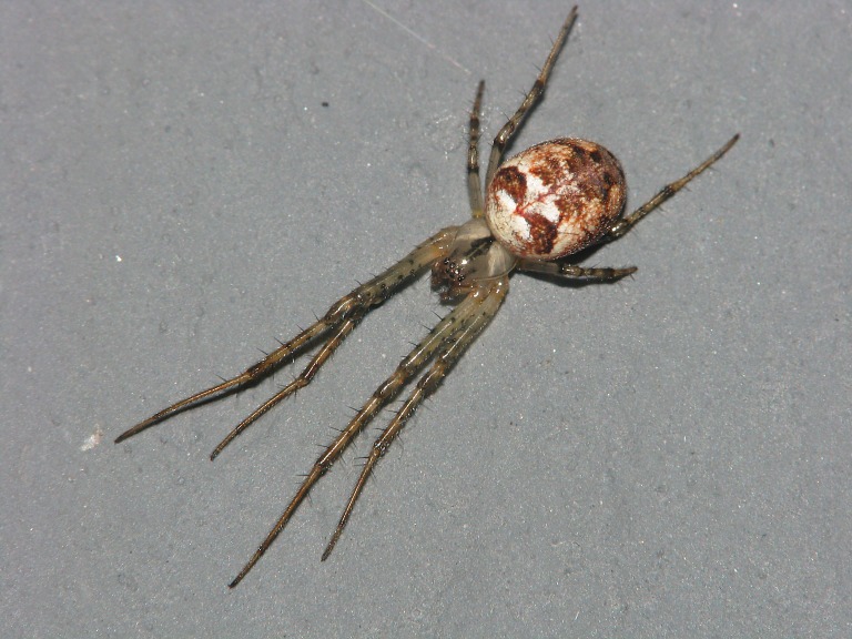 Metellina segmentata