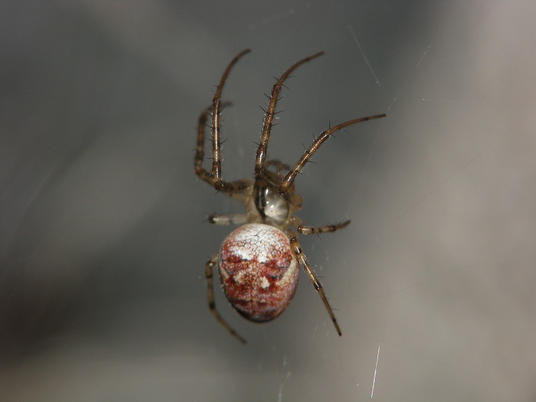 Metellina segmentata