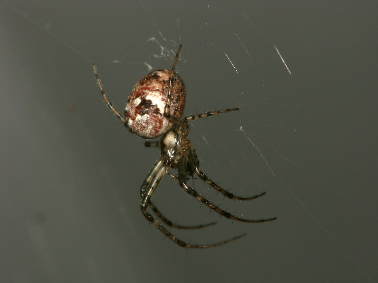 Metellina segmentata