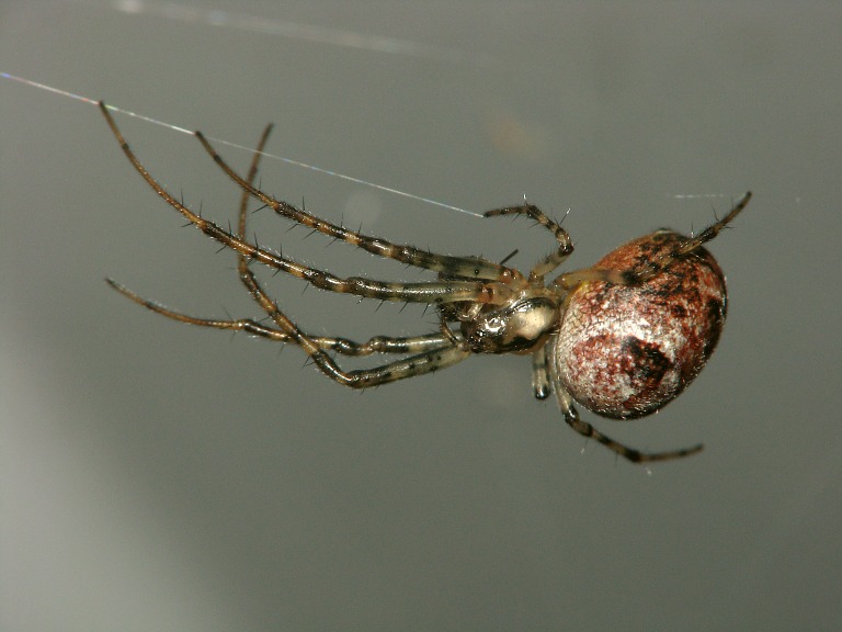 Metellina segmentata