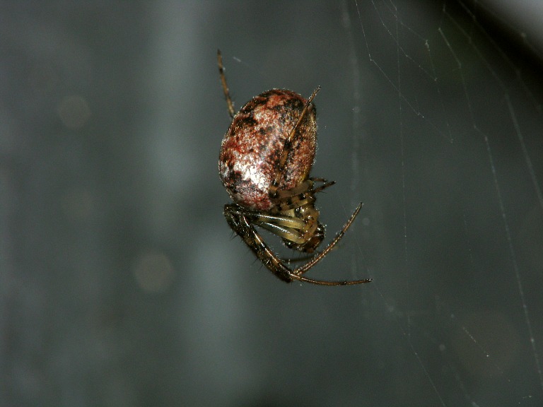 Metellina segmentata