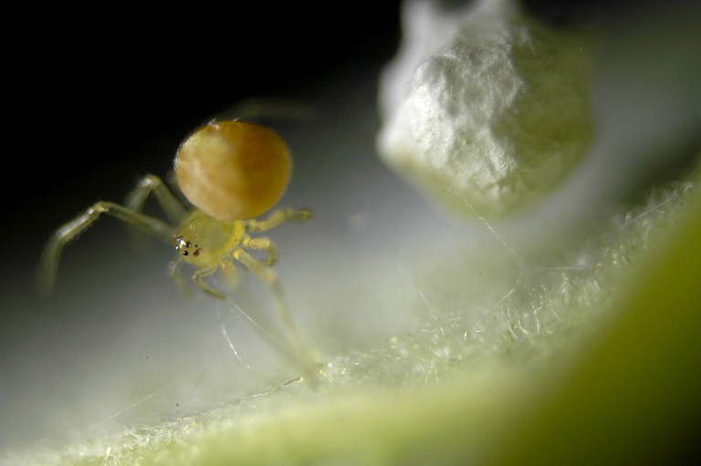 Paidiscura pallens