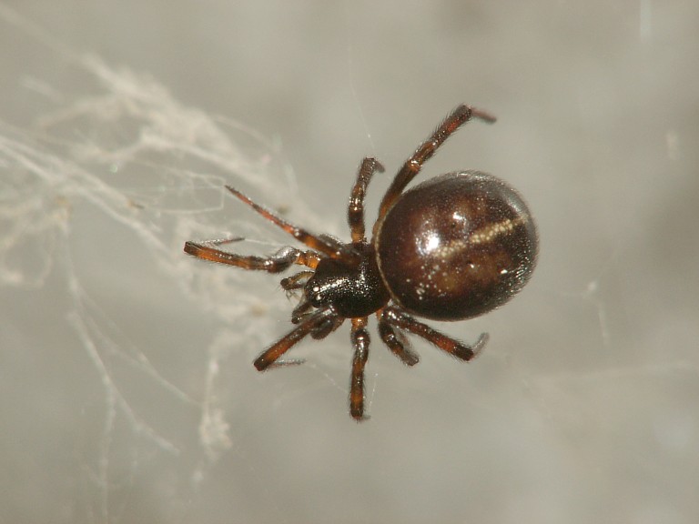 Steatoda bipunctata