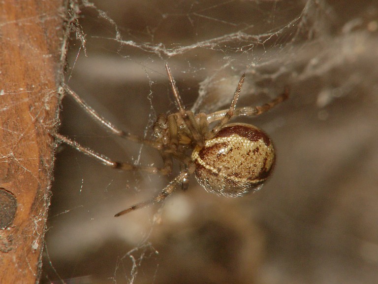 Steatoda castanea