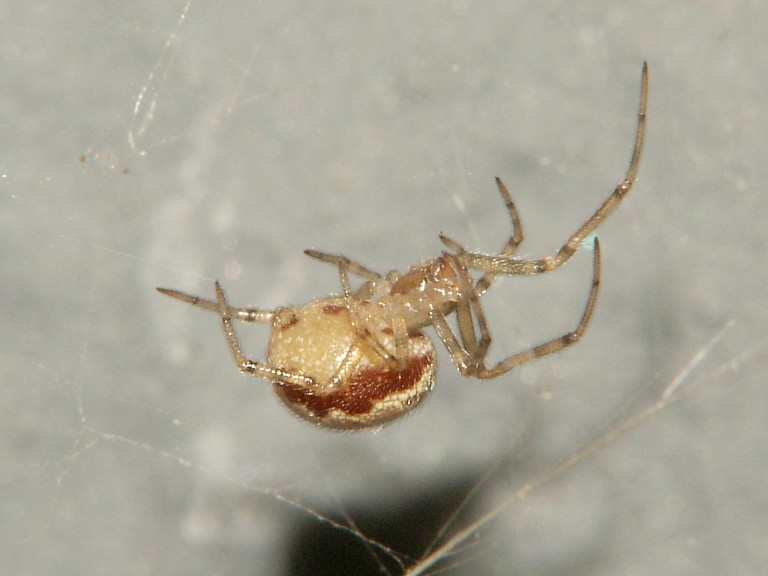 Steatoda castanea