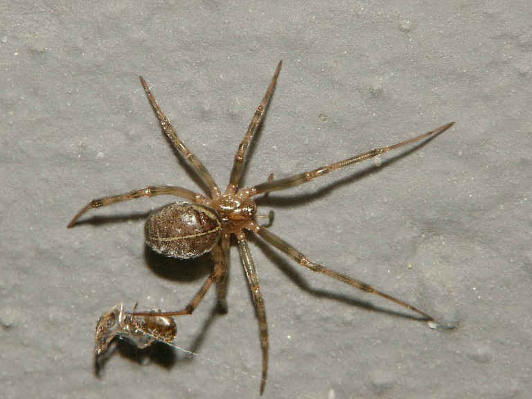 Steatoda castanea