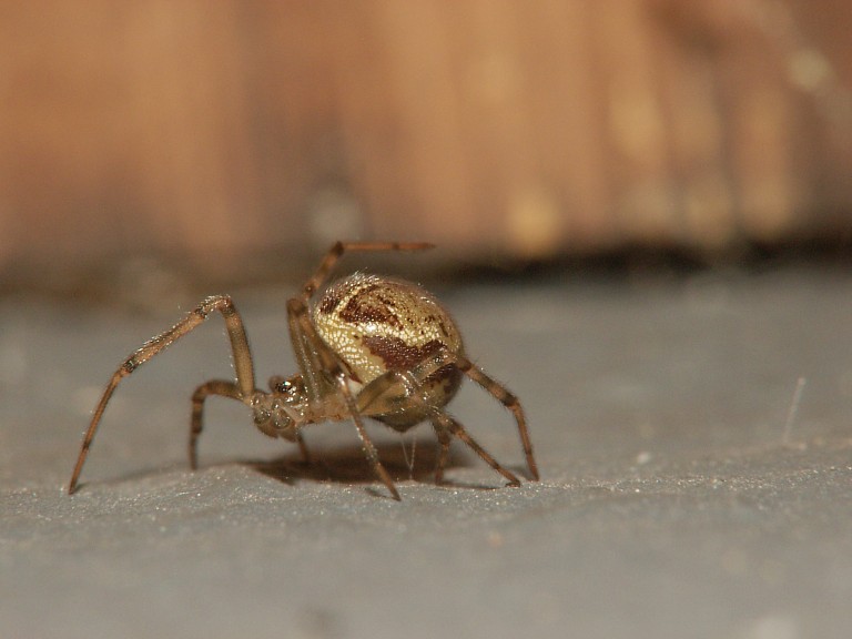 Steatoda castanea
