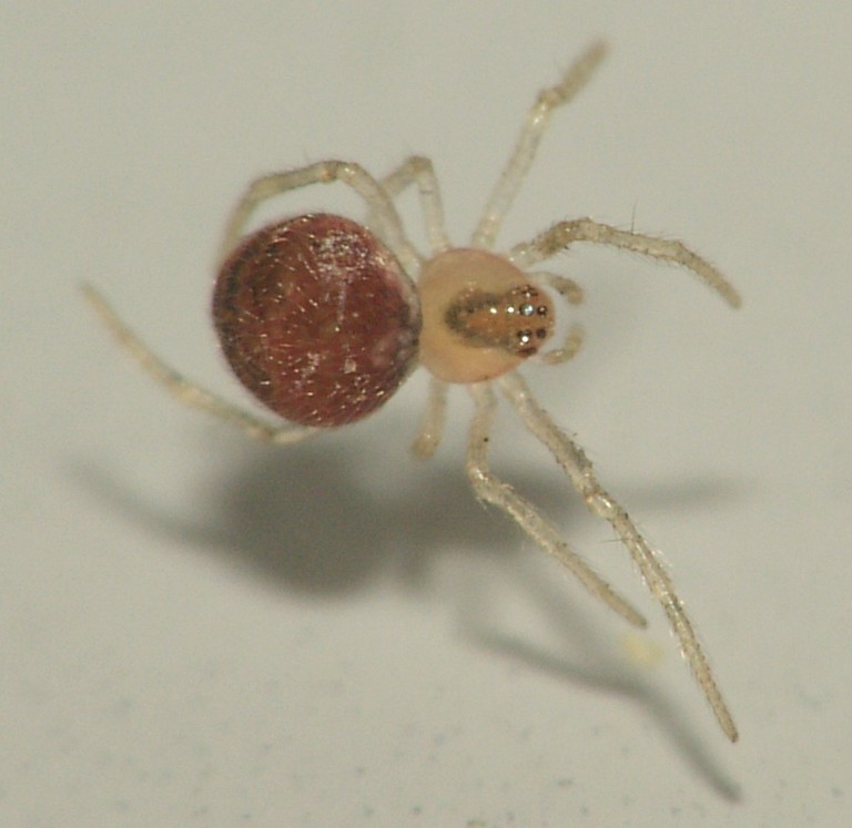 Paidiscura pallens