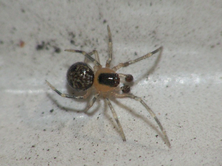 Paidiscura pallens