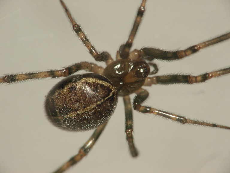 Steatoda castanea